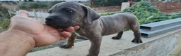 Cane Corso cani in vendita: Cane corso originale  a Libero consorzio comunale di Ragusa - Annuncio 3