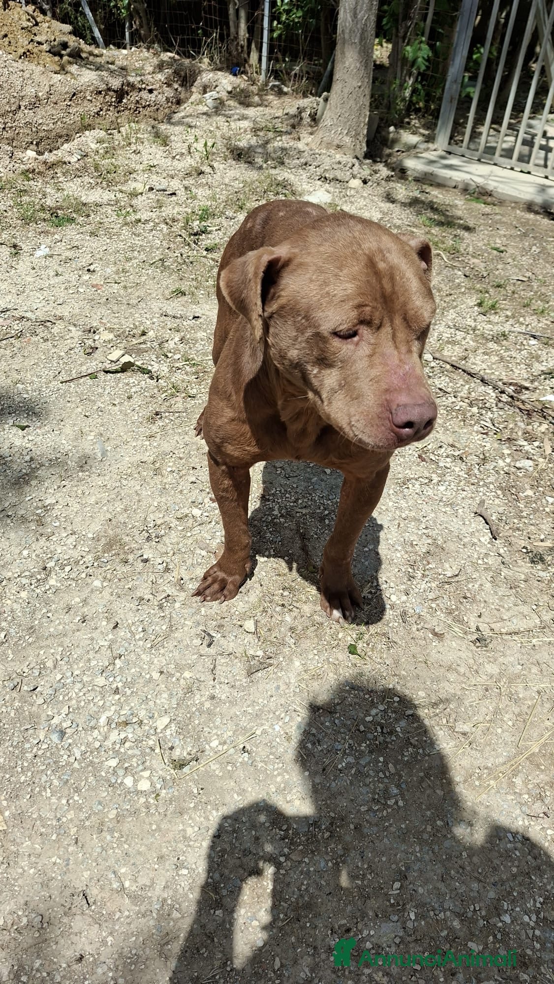 Pitbull cani ADOZ.DEL💔:cieco, dolce, solo e maltrattato!!! - Annuncio 8