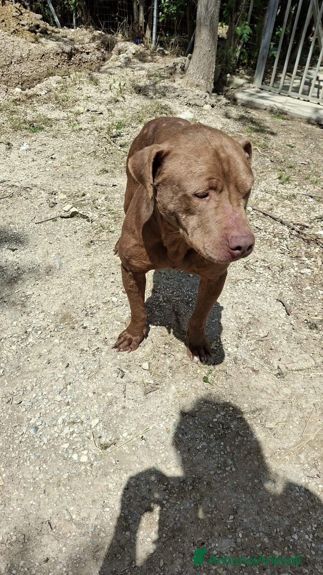 Pitbull cani in regalo: ADOZ.DEL💔:cieco, dolce, solo e maltrattato!!! a Provincia di Novara - Annuncio 1
