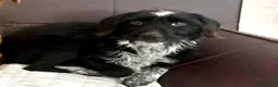 Meticcio cani in regalo: Cagnolina taglia piccola 1 anno - Annuncio 2