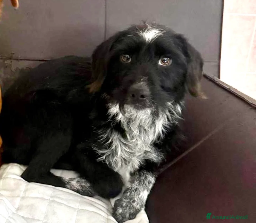 Meticcio cani in regalo: Cagnolina taglia piccola 1 anno - Annuncio 2