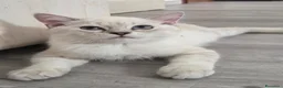 Scottish gatti in regalo: Micini scottish molto uniti  a Provincia di Bergamo - Annuncio 8