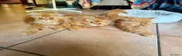 Persiano gatti in vendita: Persiano rosso vivace e coccolone - Annuncio 1