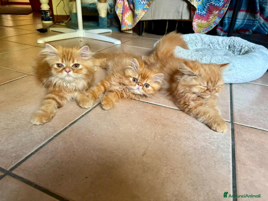 Persiano gatti in vendita: Persiano rosso vivace e coccolone - Annuncio 1
