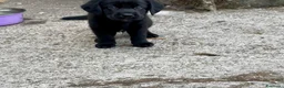 Labrador cani in vendita: Cuccioli Labrador nero - Annuncio 5