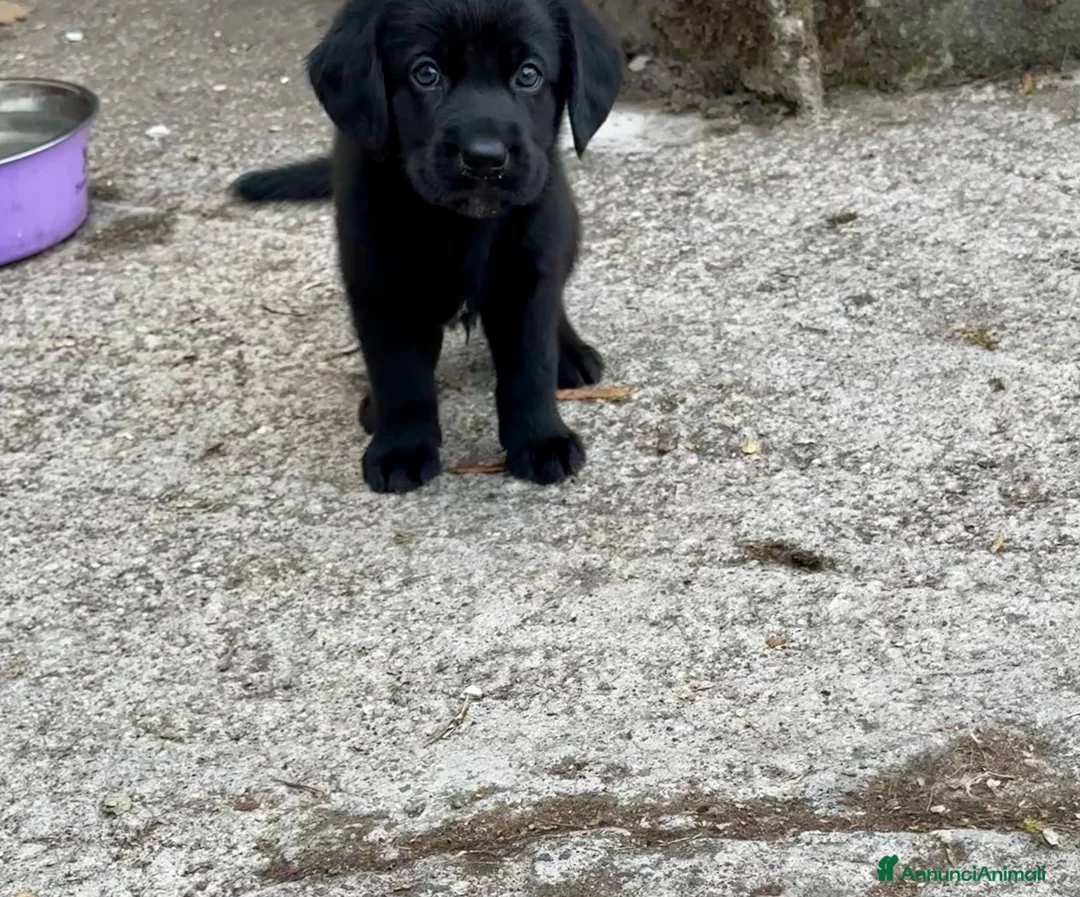 Labrador cani in vendita: Cuccioli Labrador nero - Annuncio 5