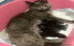 Maine Coon gatti in vendita: Cuccioli misti Maine coon  - Immagine 8