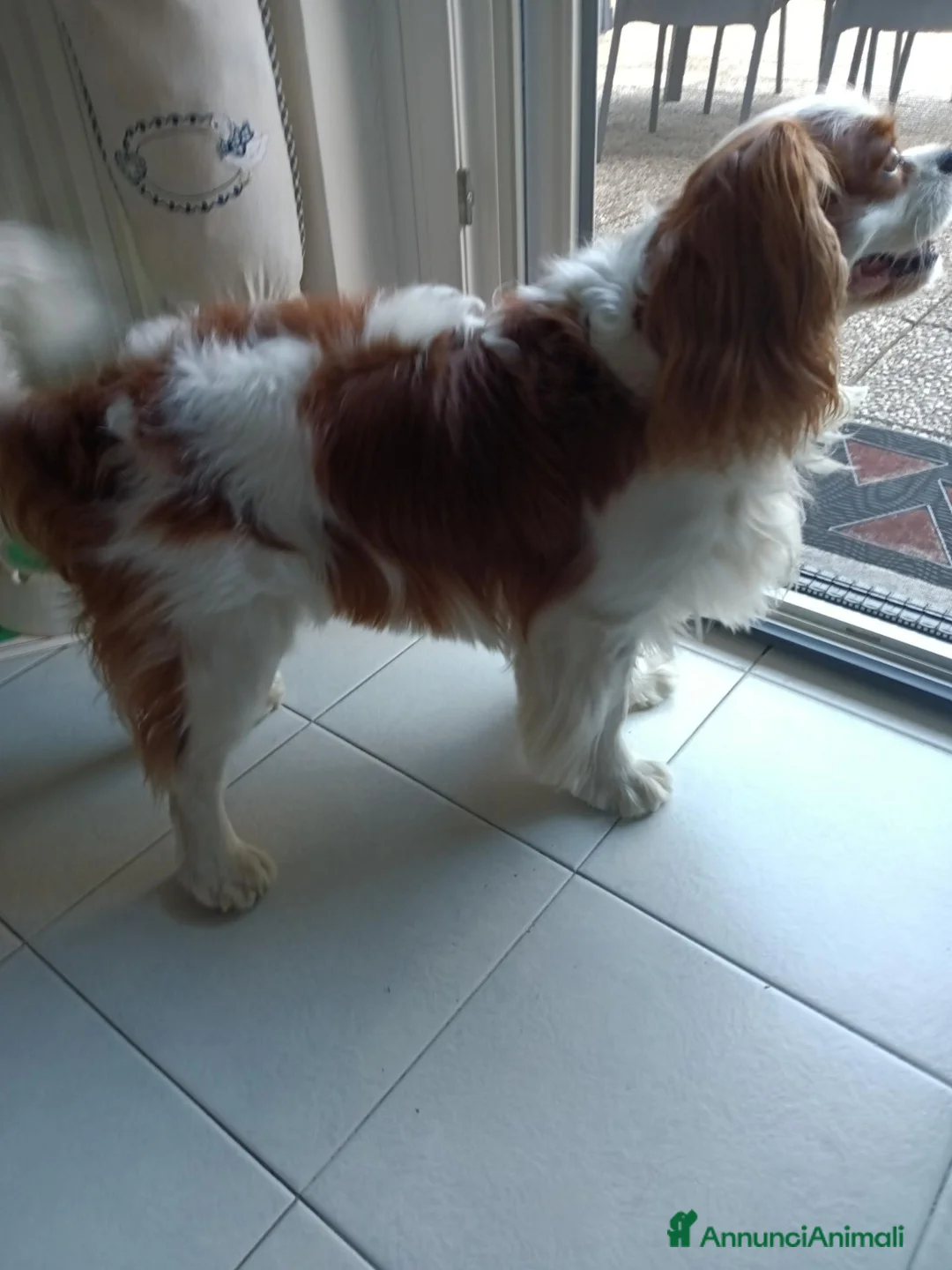 Cavalier King cani per accoppiamento: Cerco per accoppiamento  a Città Metropolitana di Torino - Annuncio 1