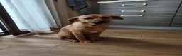 Meticcio cani in regalo: SILVYE cucciola coccolona  - tg piccola a Città metropolitana di Milano - Annuncio 1