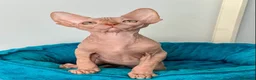 Sphynx gatti in vendita: Cuccioli Sphynx - Annuncio 3