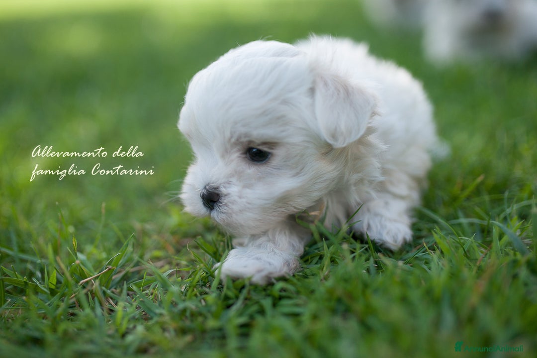 Maltese cani in vendita: Meravigliosi cuccioli di Maltese a Provincia di Rimini - Annuncio 7