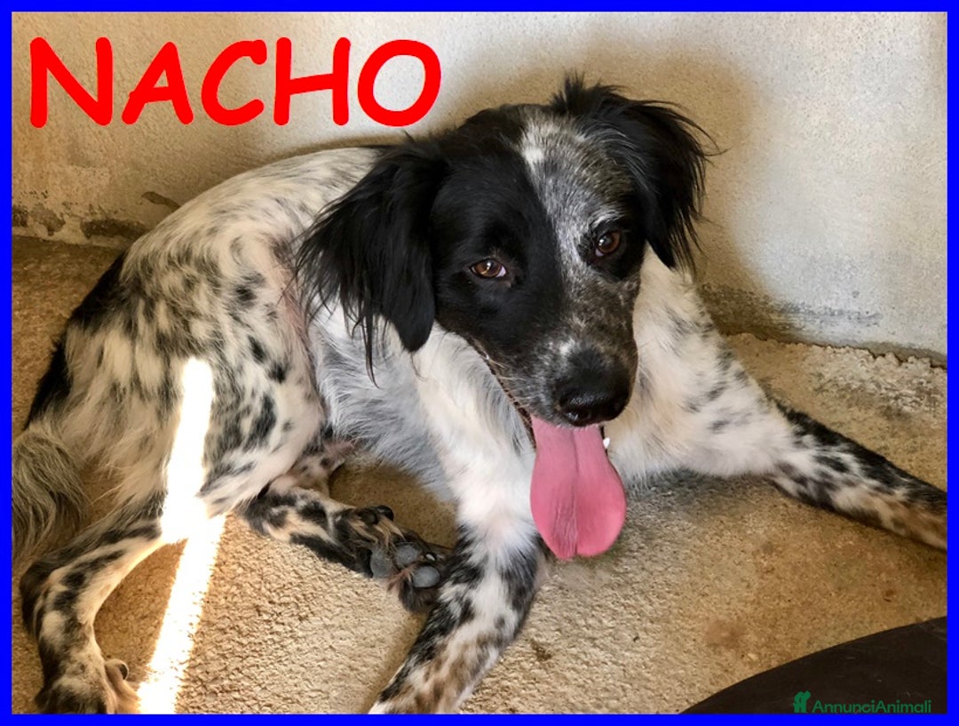 Meticcio cani in regalo: NACHO 7anni e 20kg di gioia di vivere! - Annuncio 4