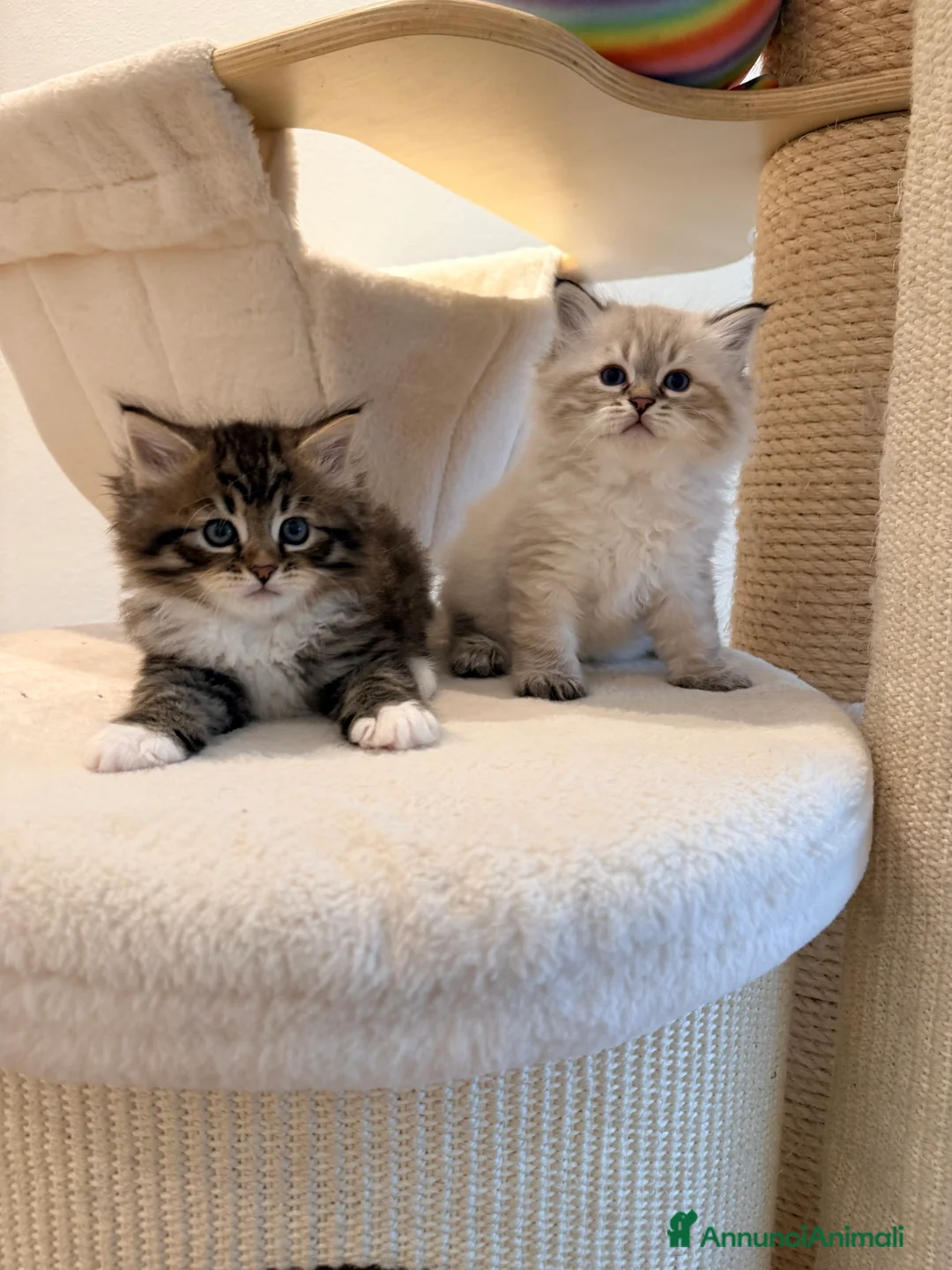 Siberiano gatti in vendita: Gattini siberiani e Neva masquerade - Annuncio 2