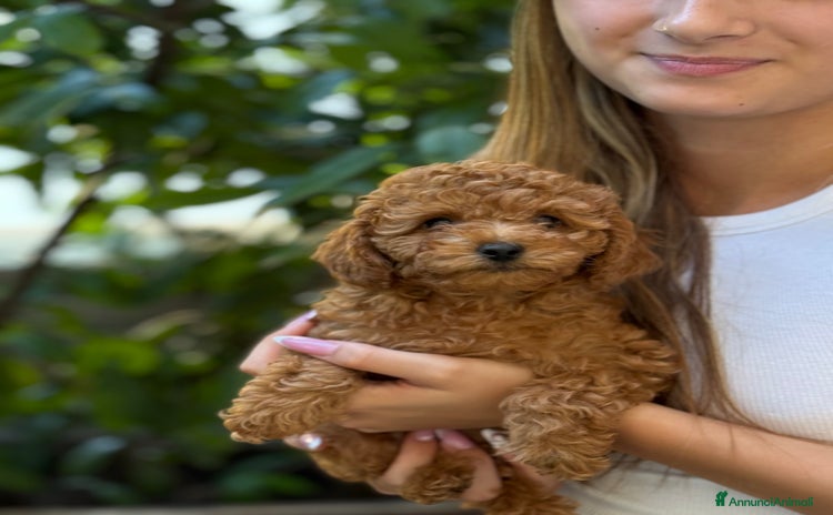 Barboncino Toy cani a Provincia di Brescia - Annuncio 2