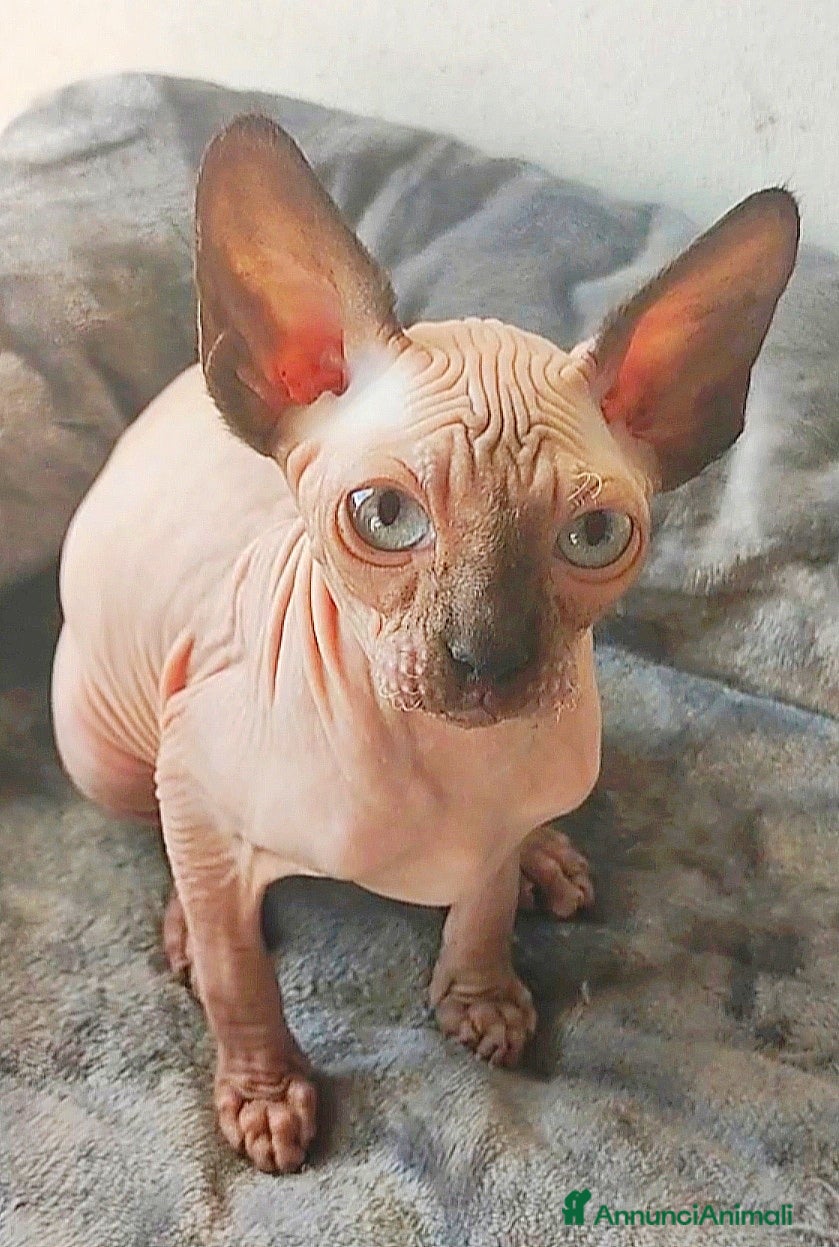 Sphynx gatti GATTINO MASCHIO ELFO STRAIGHT SPHYNX GATTO NUDO  - Annuncio 2