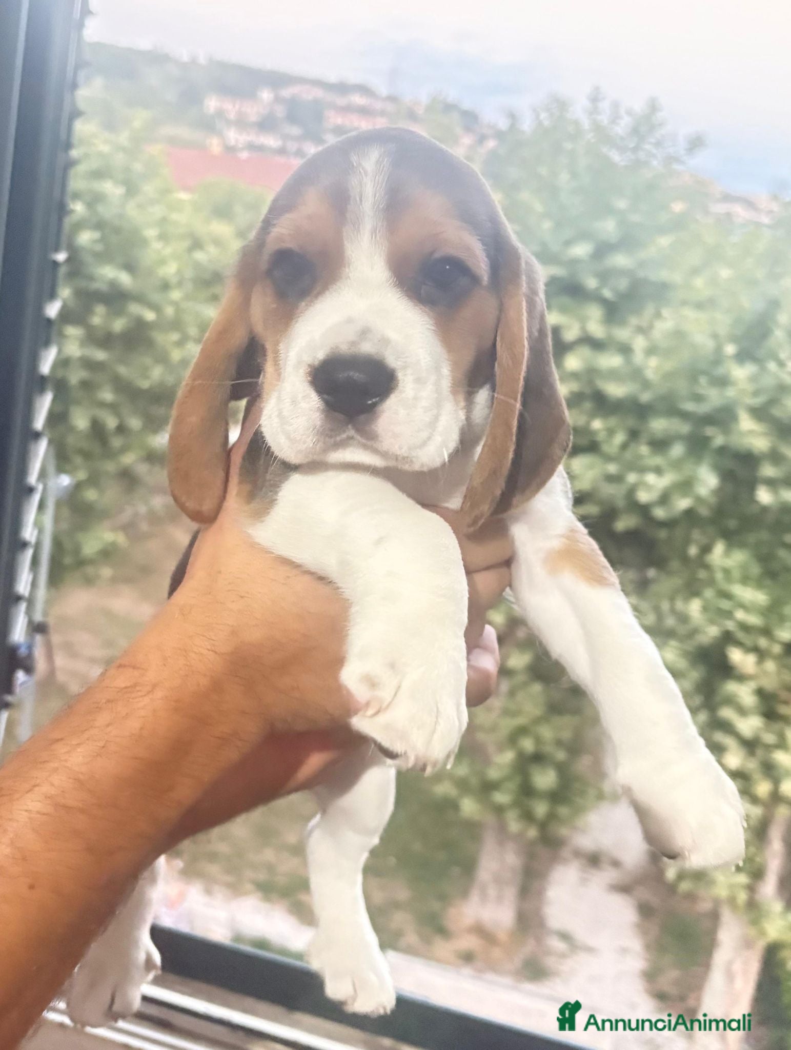 Beagle cani Vendesi beagle puri con pedigree - Annuncio 1