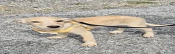 Meticcio cani in regalo: Ivory a Provincia di Savona - Annuncio 2