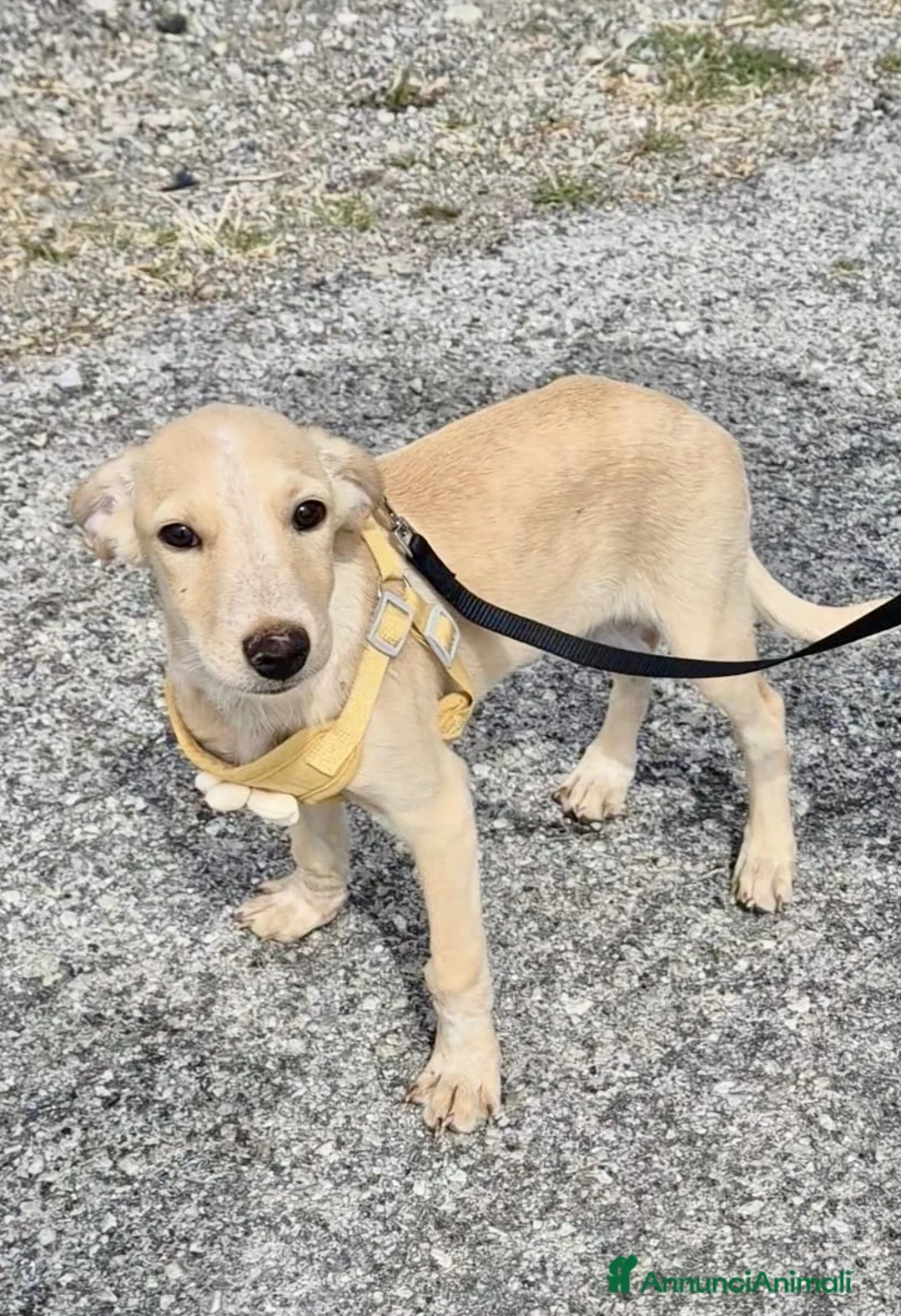 Meticcio cani in regalo: Ivory a Provincia di Savona - Annuncio 2