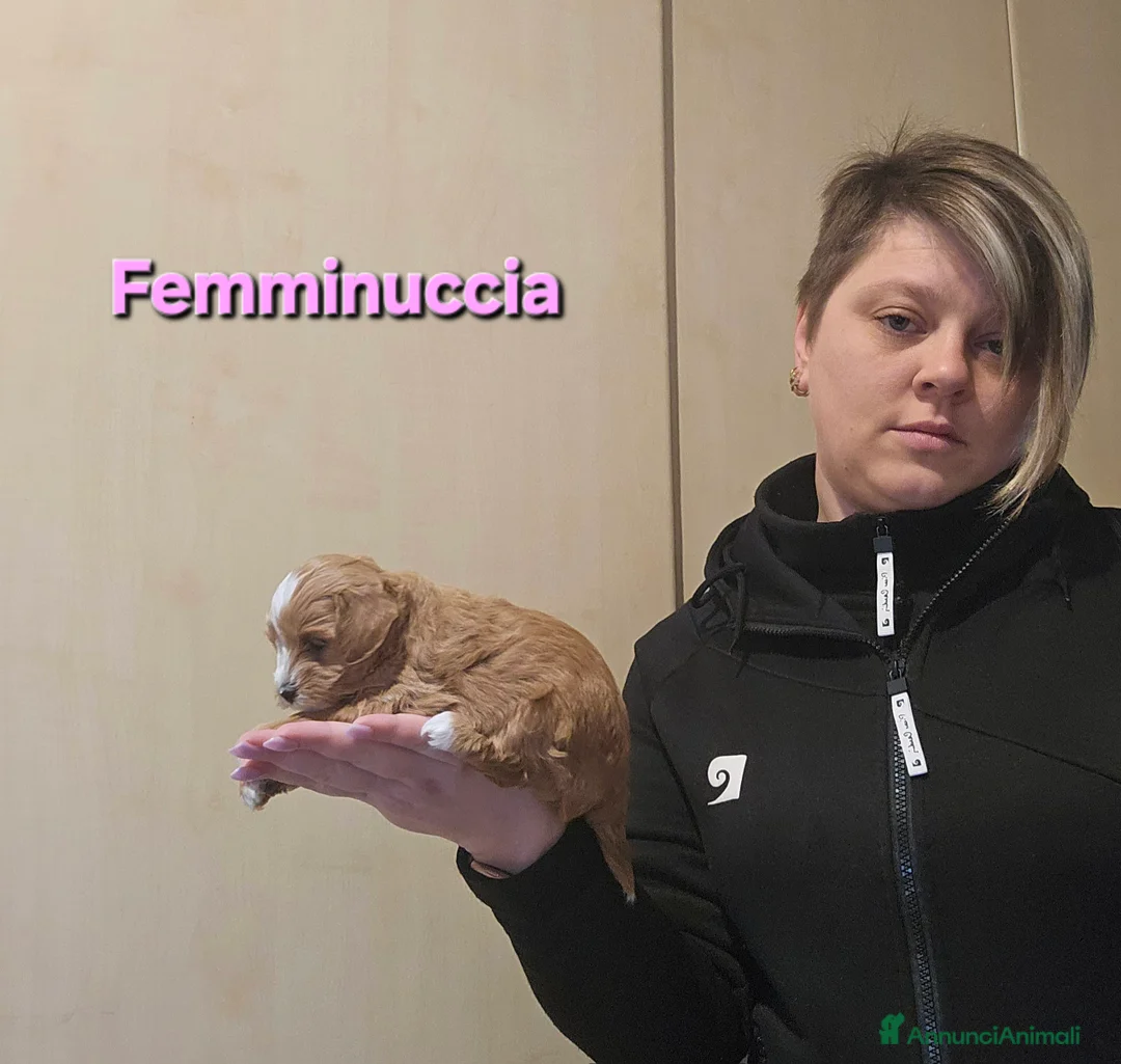 Maltipoo cani in vendita: Cuccioli maltipoo  - Annuncio 5