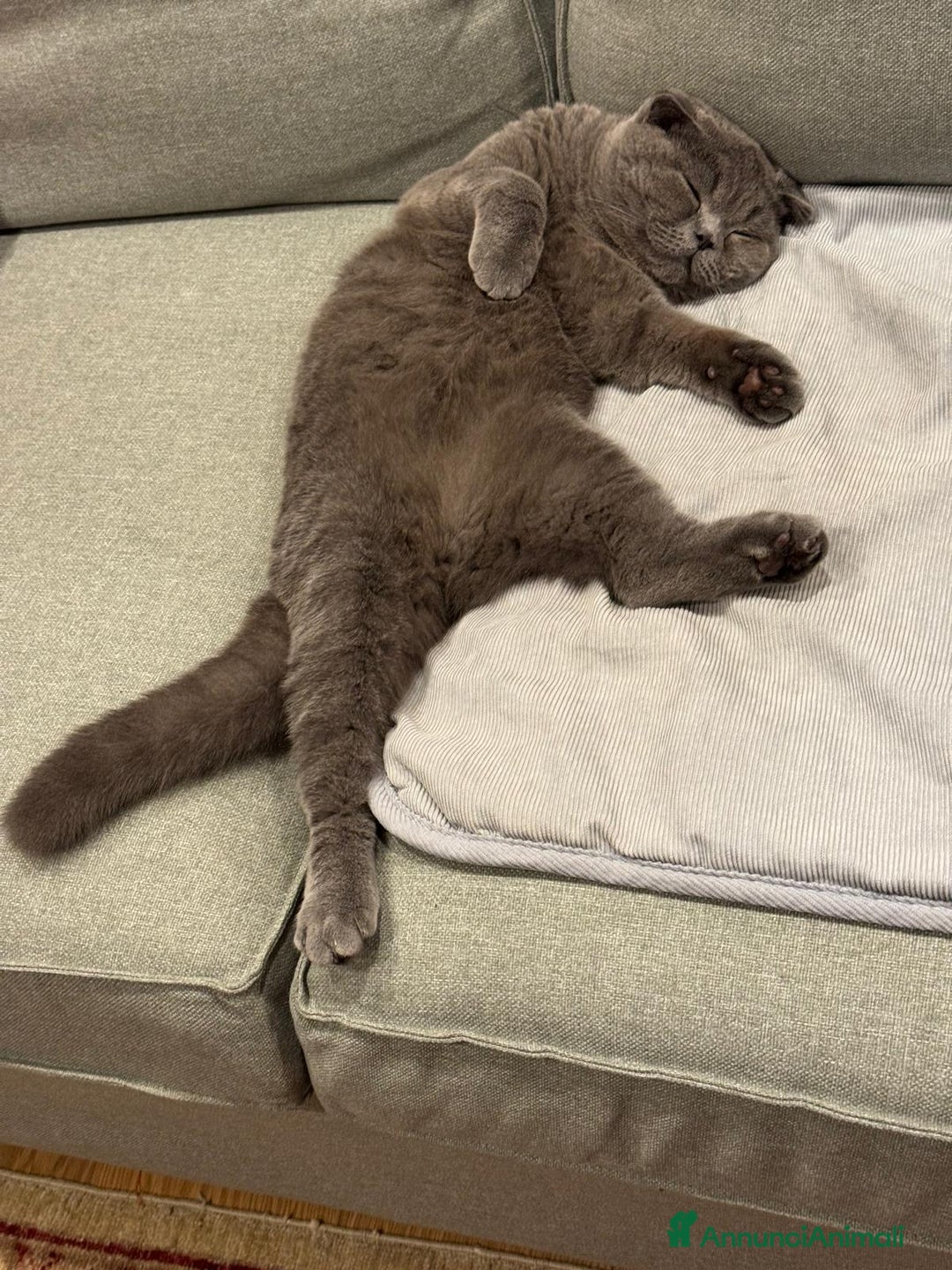 Scottish gatti in vendita: 🐾 Scottish Fold con pedigree – zona Treviso 🐾 - Annuncio 2