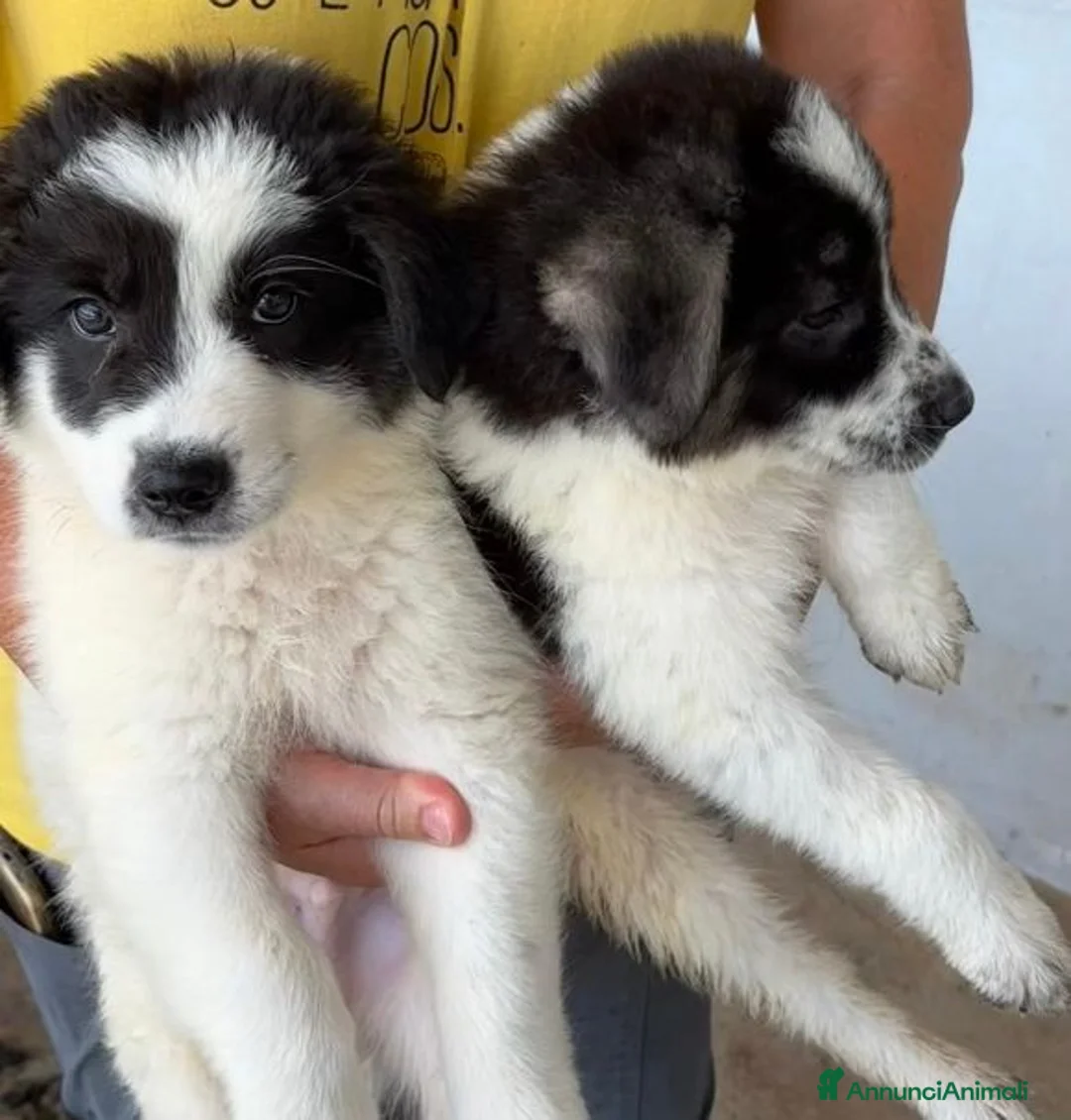 Meticcio cani in regalo: Meravigliosi cuccioli tg grande a Città Metropolitana di Torino - Annuncio 1