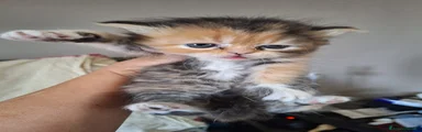 Persiano 2