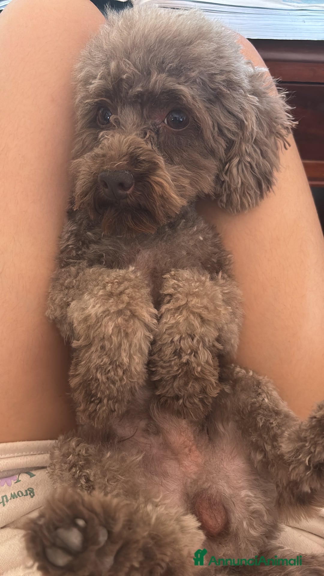 Barboncino cani per accoppiamento: Monta barboncino mini toy - Annuncio 1