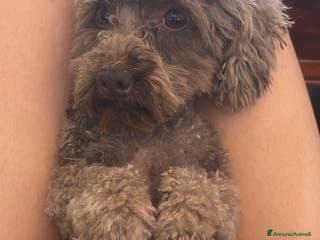 Barboncino cani Monta barboncino mini toy - Annuncio 1