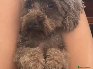 Barboncino cani Monta barboncino mini toy - Annuncio 15