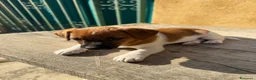Jack Russell cani in vendita: Cucciolo Maschio Jack Russell terrier pelo liscio a Provincia di Pavia - Annuncio 16