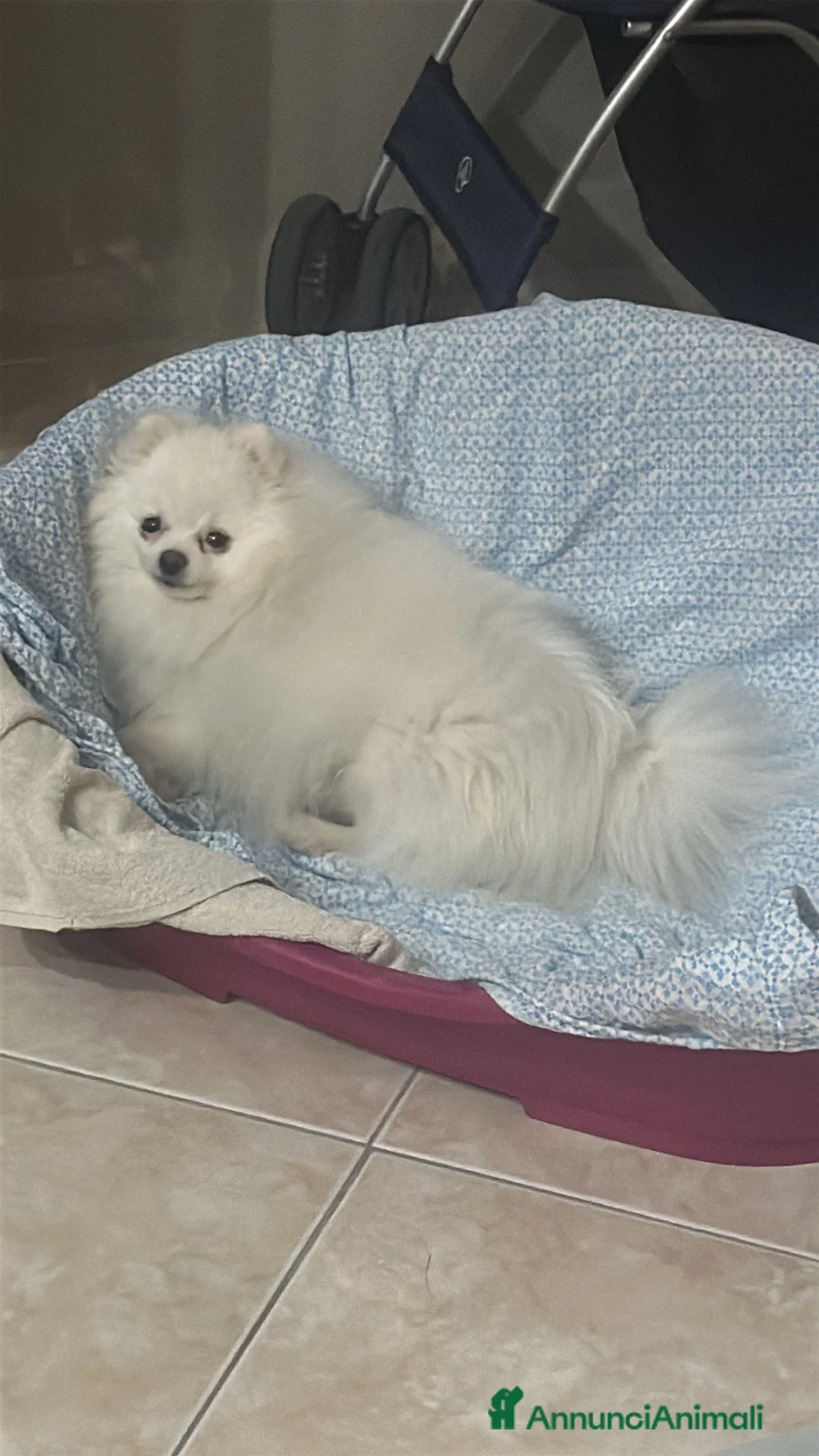 Spitz cani in vendita: Cucciolo di spitz di Pomerania  - Annuncio 2