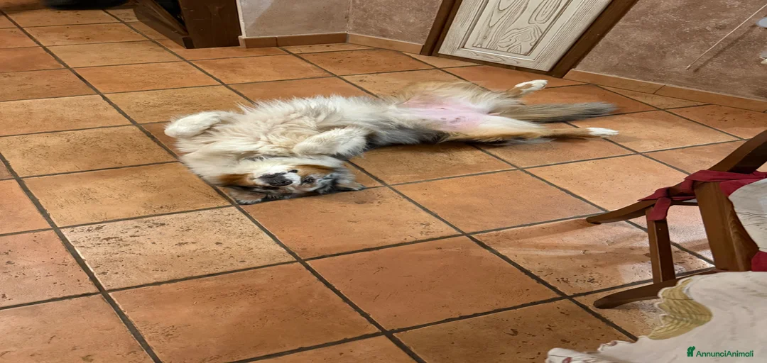 Immagine della galleria {{count}}