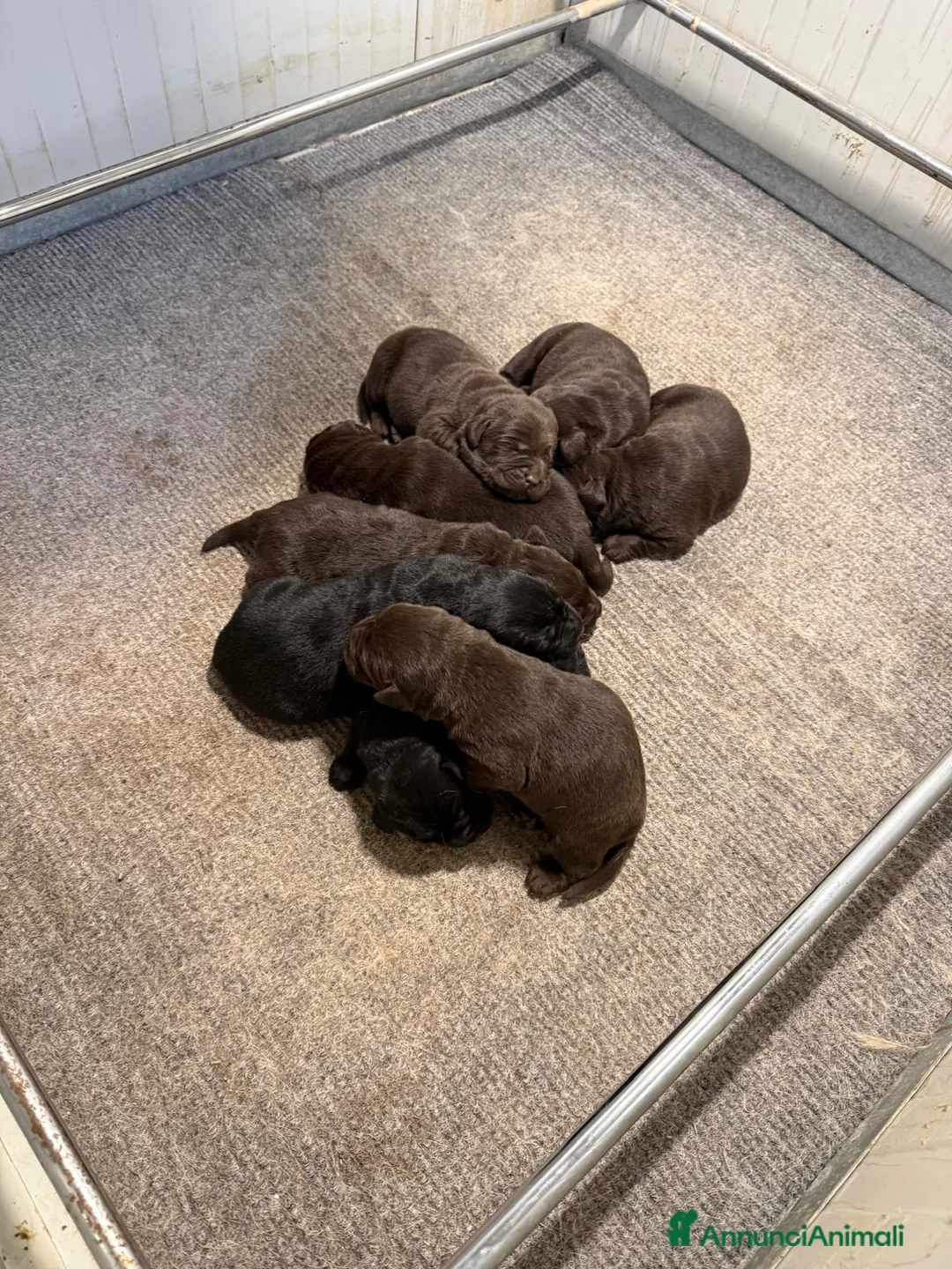 Labrador cani in vendita: Cuccioli Labrador  - Annuncio 2