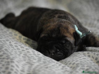 Bullmastiff cani Cuccioli Bullmadtiff - Annuncio 2