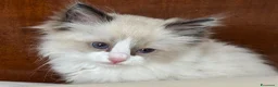 Ragdoll gatti in vendita: Ragdoll - Annuncio 3