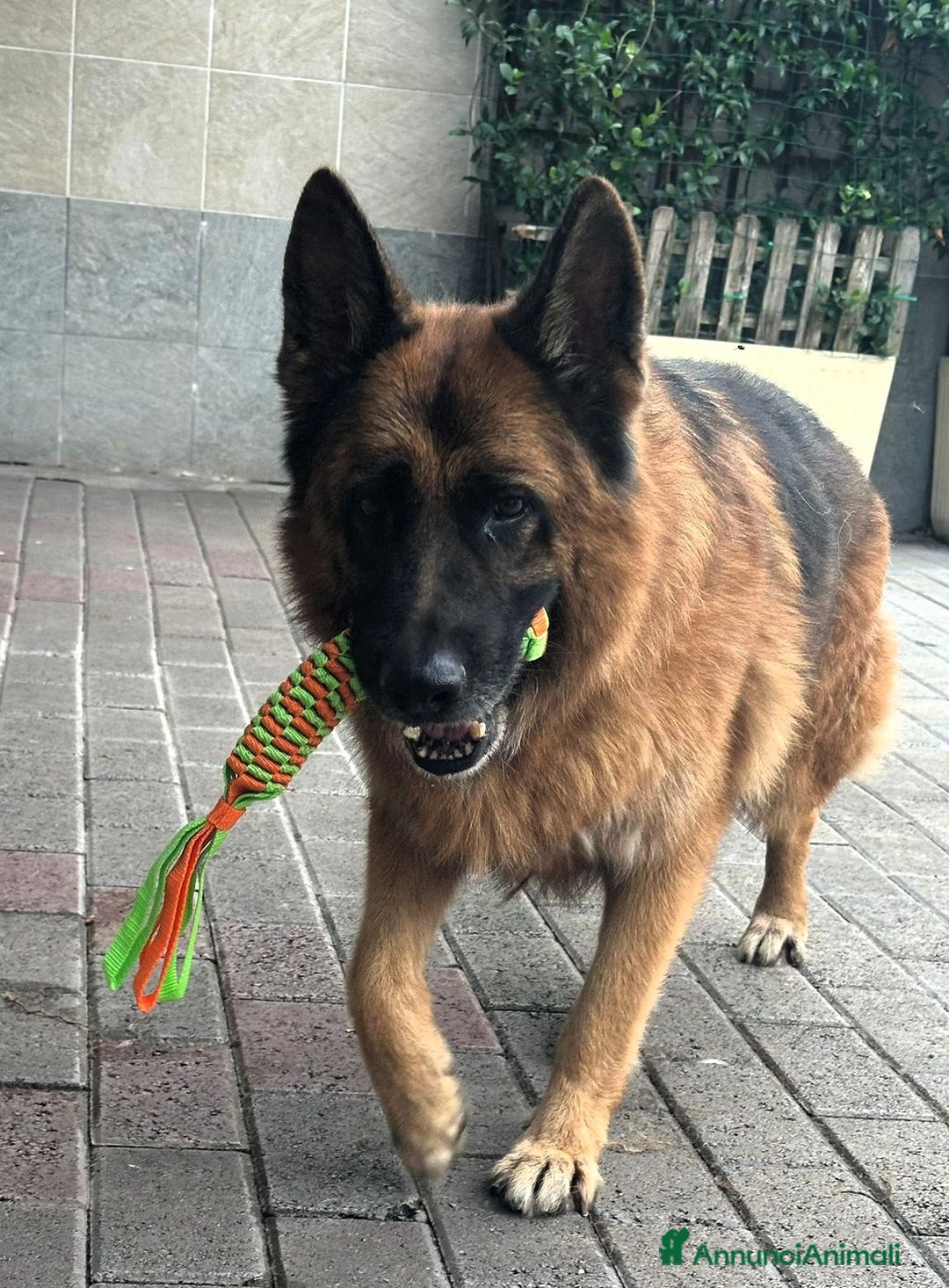 Pastore Tedesco cani in regalo: IBRA PASTORE TEDESCO - Annuncio 6