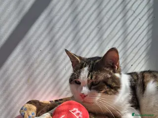 Meticcio gatti Lucio, adozione del cuore - Annuncio 1