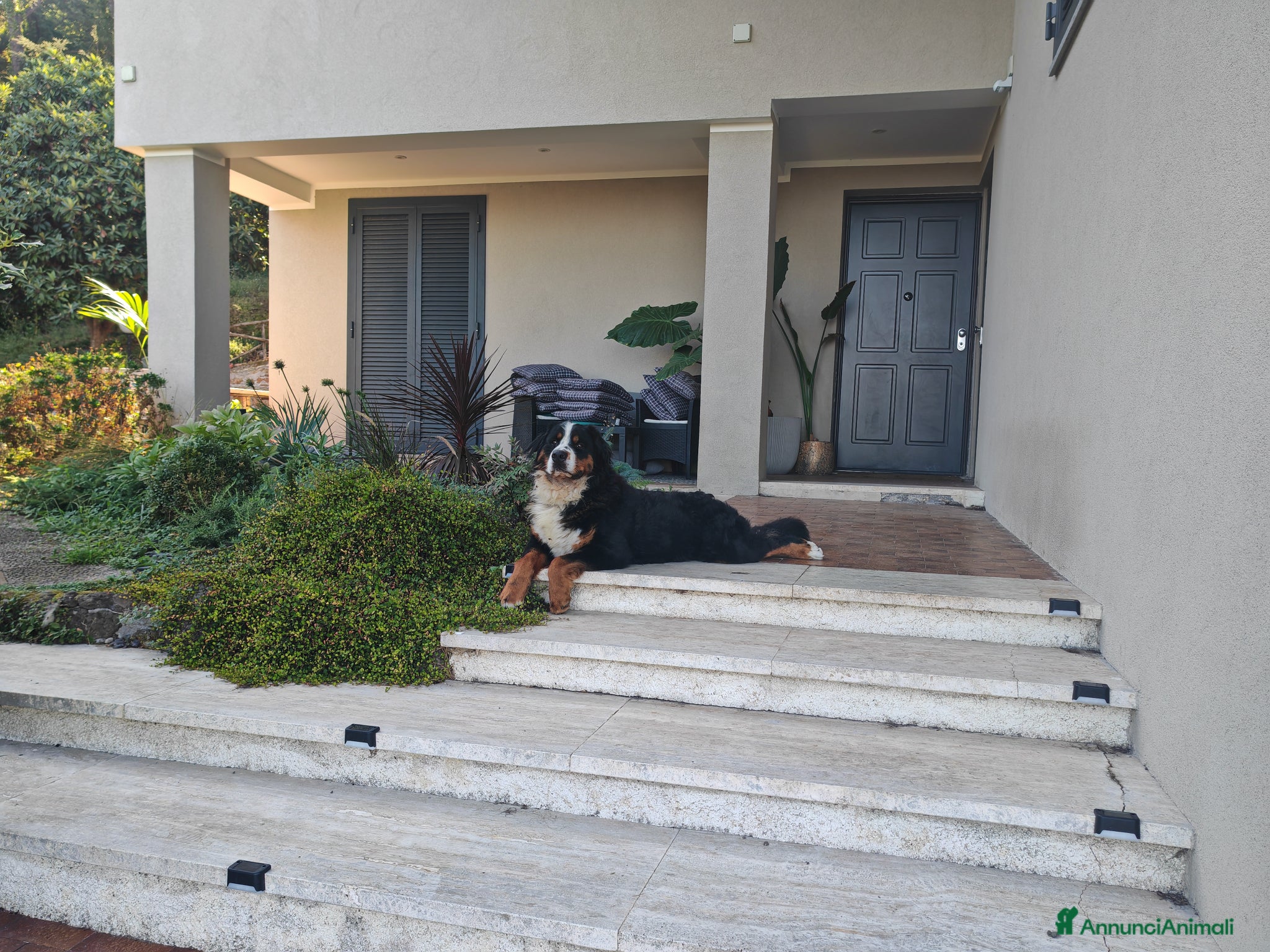 Bovaro del Bernese cani Bovaro del bernese per accoppiamento  - Annuncio 6