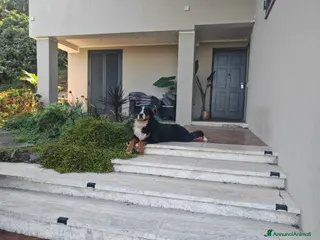 Bovaro del Bernese cani Bovaro del bernese per accoppiamento - Annuncio 6