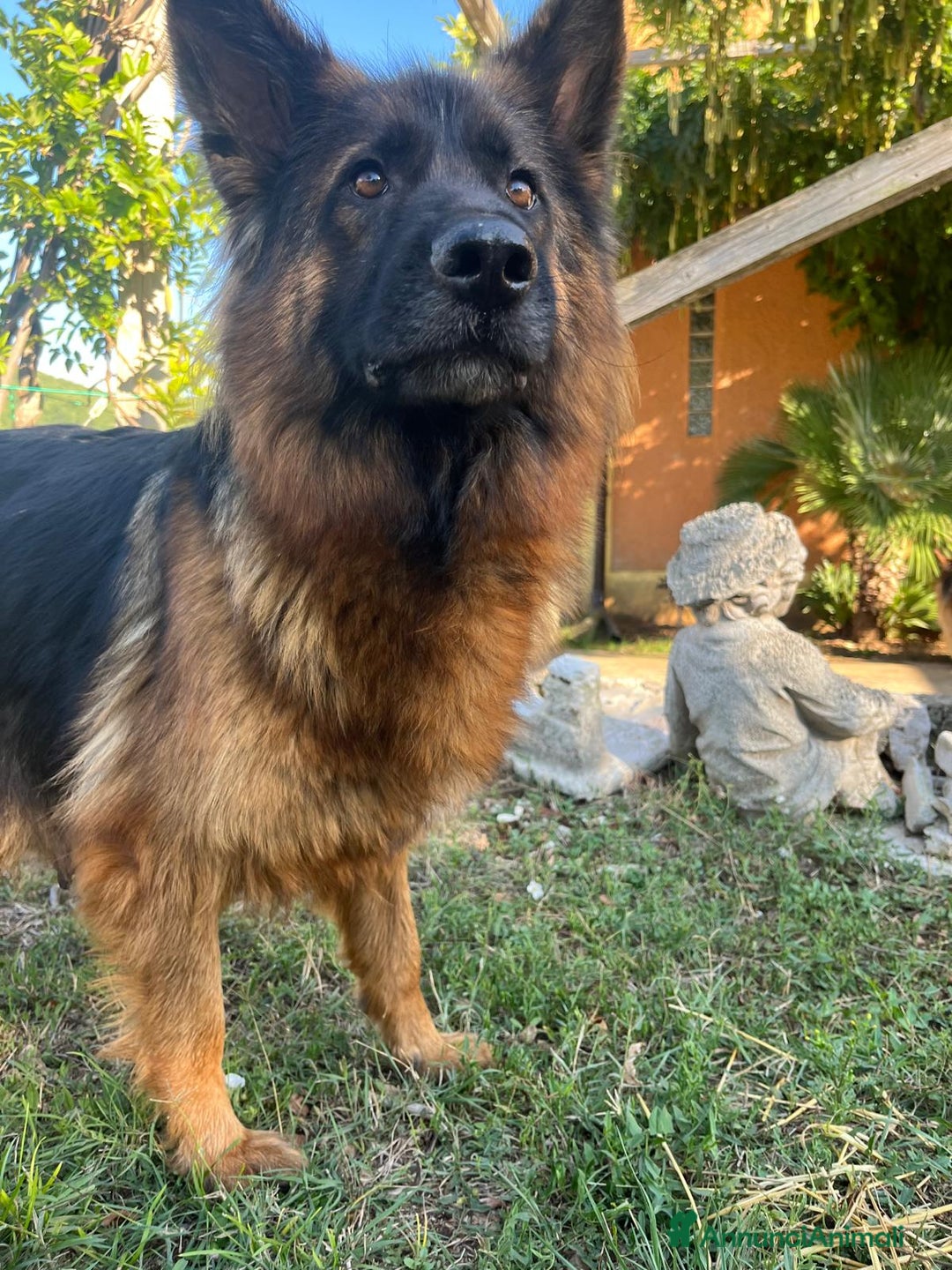 Pastore Tedesco cani in vendita: Disponibili cucciole di pastore tedesco  - Annuncio 6