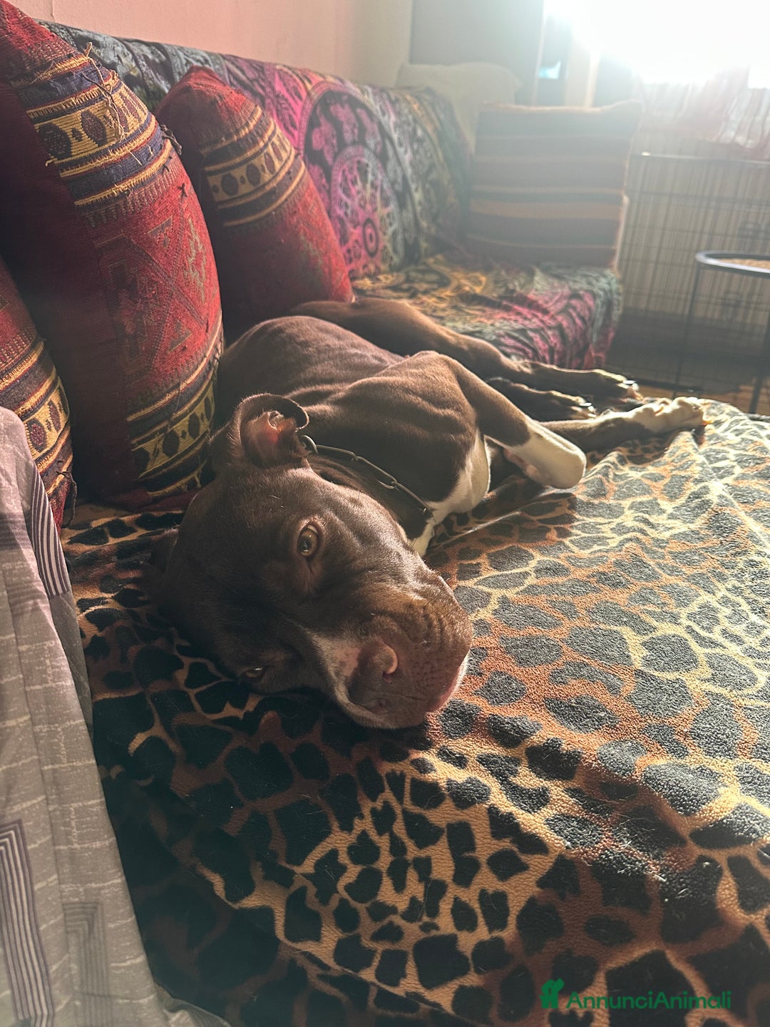 Pitbull cani in regalo: Cucciola pitbull piccola - Annuncio 2