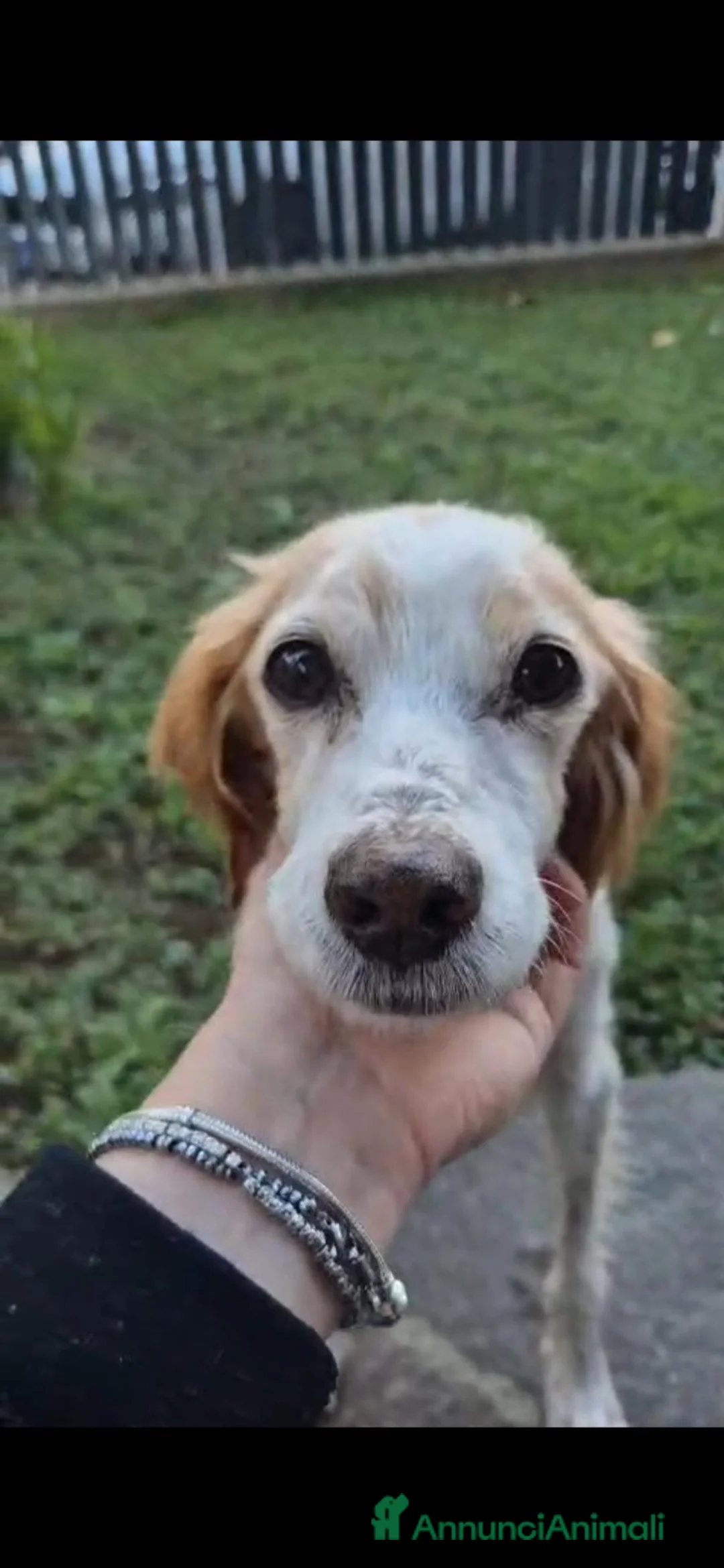 Breton cani in regalo: Stella dolcissima Stella a Provincia di Lecce - Annuncio 3