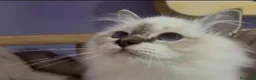 Sacro di Birmania gatti in vendita: Cucciola gatto sacro di birmania a Città Metropolitana di Torino - Annuncio 6
