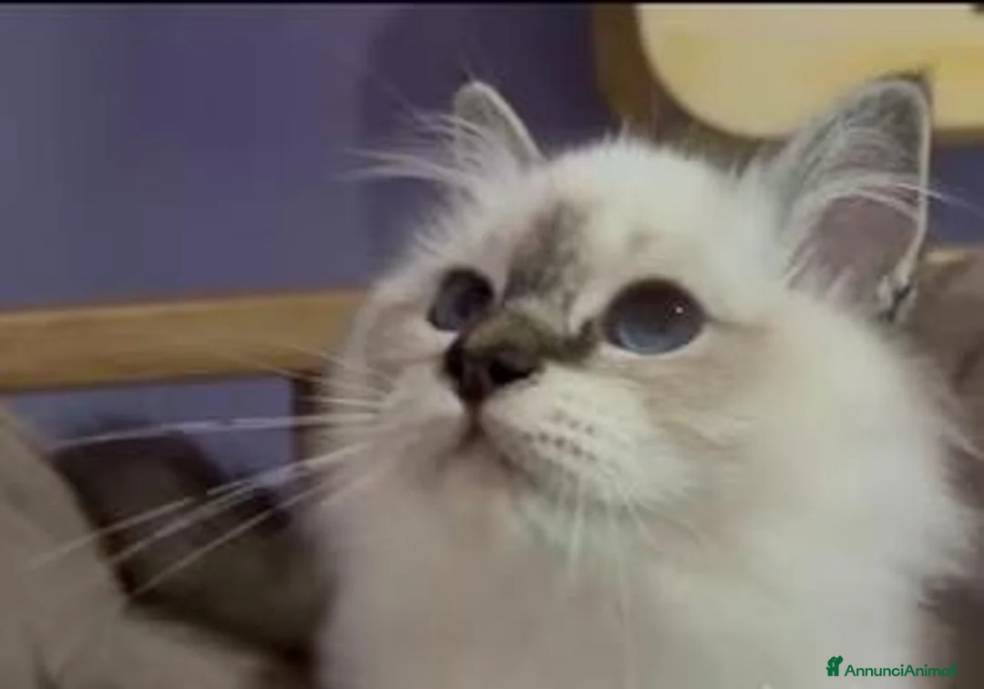 Sacro di Birmania gatti in vendita: Cucciola gatto sacro di birmania a Città Metropolitana di Torino - Annuncio 6