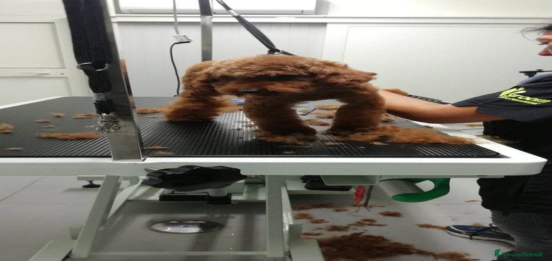 Immagine della galleria {{count}}