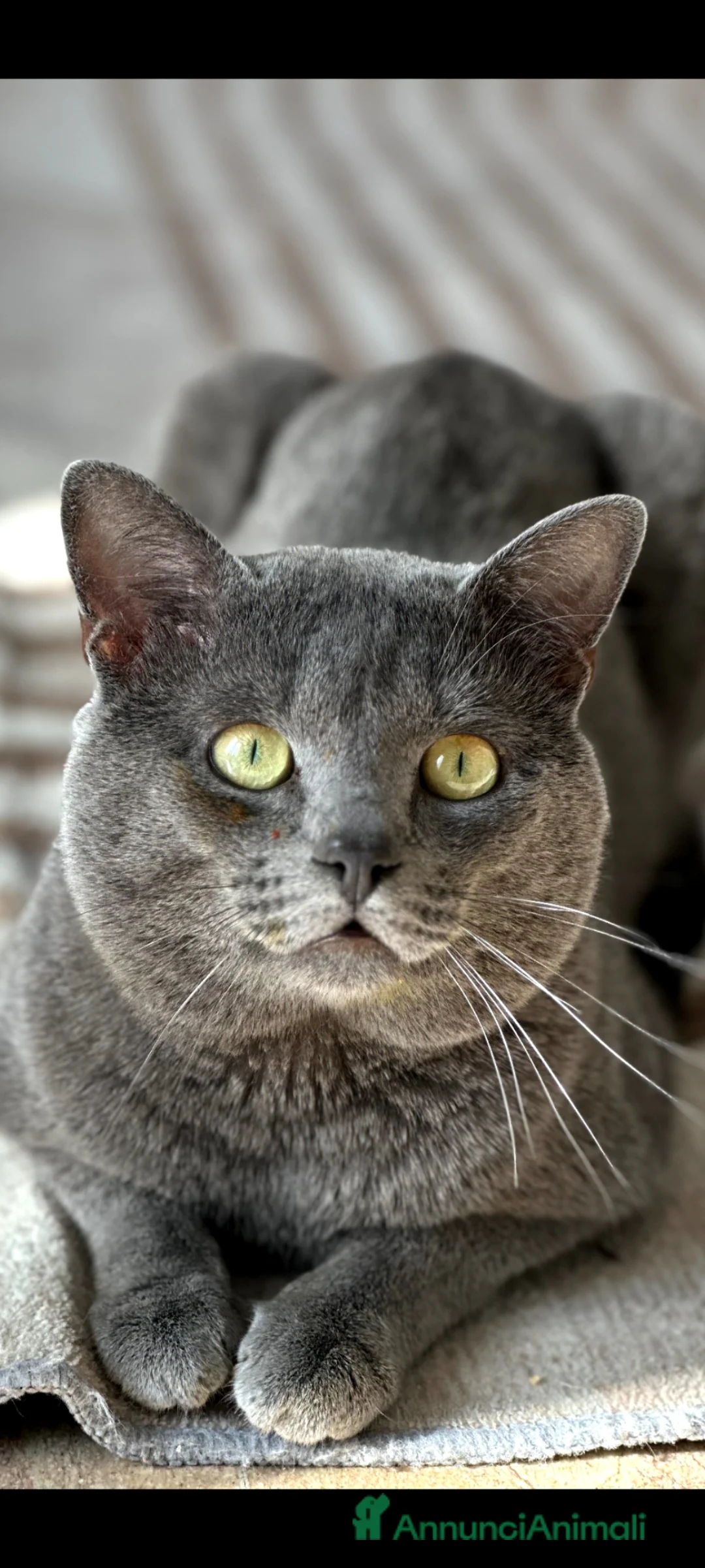 Certosino gatti in vendita: Gattini Certosini - Annuncio 4