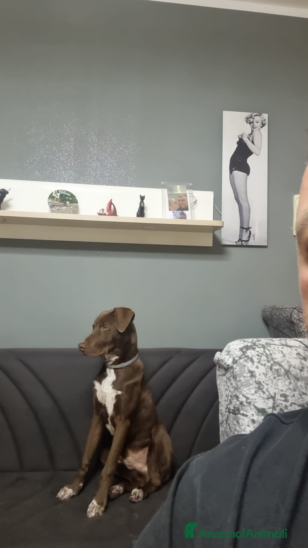 Meticcio cani in regalo: Pongo: 6 mesi. Lasciato in rifugio.  a Provincia di Pisa - Annuncio 4