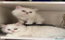 Persiano gatti in vendita: Gattini persiani normotipo  a Provincia di Reggio Emilia - Immagine 12