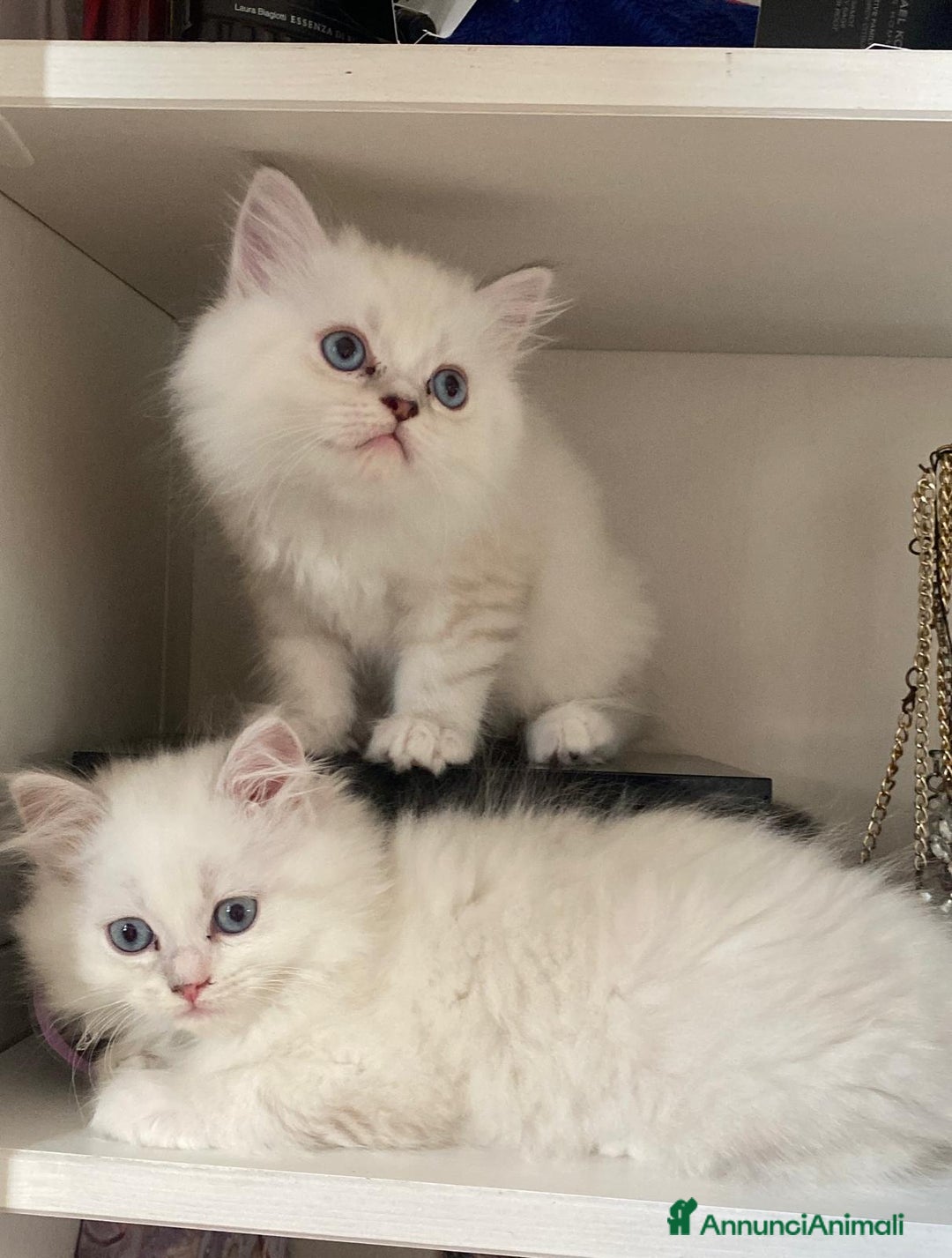 Persiano gatti in vendita: Gattini persiani normotipo  a Provincia di Reggio Emilia - Immagine 12