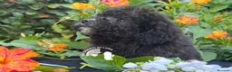 Barboncino Toy cani in vendita:  Splendidi Barboncini Toy – Alta Qualità - Annuncio 3